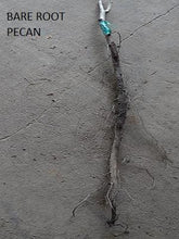 Load image into Gallery viewer, Pecan Tree - Kanza (Type 2)