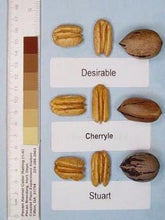 Load image into Gallery viewer, Pecan Tree - Cherryle (Type 2)