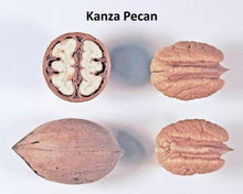 Load image into Gallery viewer, Pecan Tree - Kanza (Type 2)