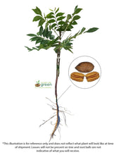 Load image into Gallery viewer, Pecan Tree - Gloria Grande (Type 2)