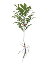 Load image into Gallery viewer, Pecan Tree - Kanza (Type 2)