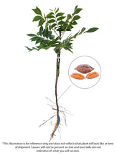 Load image into Gallery viewer, Pecan Tree - Caddo (Type 1)