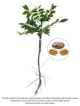 Load image into Gallery viewer, Pecan Tree - Candy (Type 2)