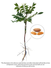 Load image into Gallery viewer, Pecan Tree - Ellis (Type 2)
