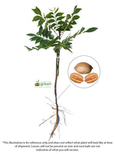 Load image into Gallery viewer, Pecan Tree - Kanza (Type 2)