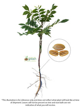 Load image into Gallery viewer, Pecan Tree - Lakota (Type 2)