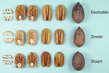 Load image into Gallery viewer, Pecan Tree - Zinner (Type 2)