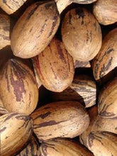 Load image into Gallery viewer, Pecan Tree - Desirable (Type 1)
