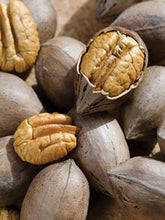 Load image into Gallery viewer, Pecan Tree - Kanza (Type 2)