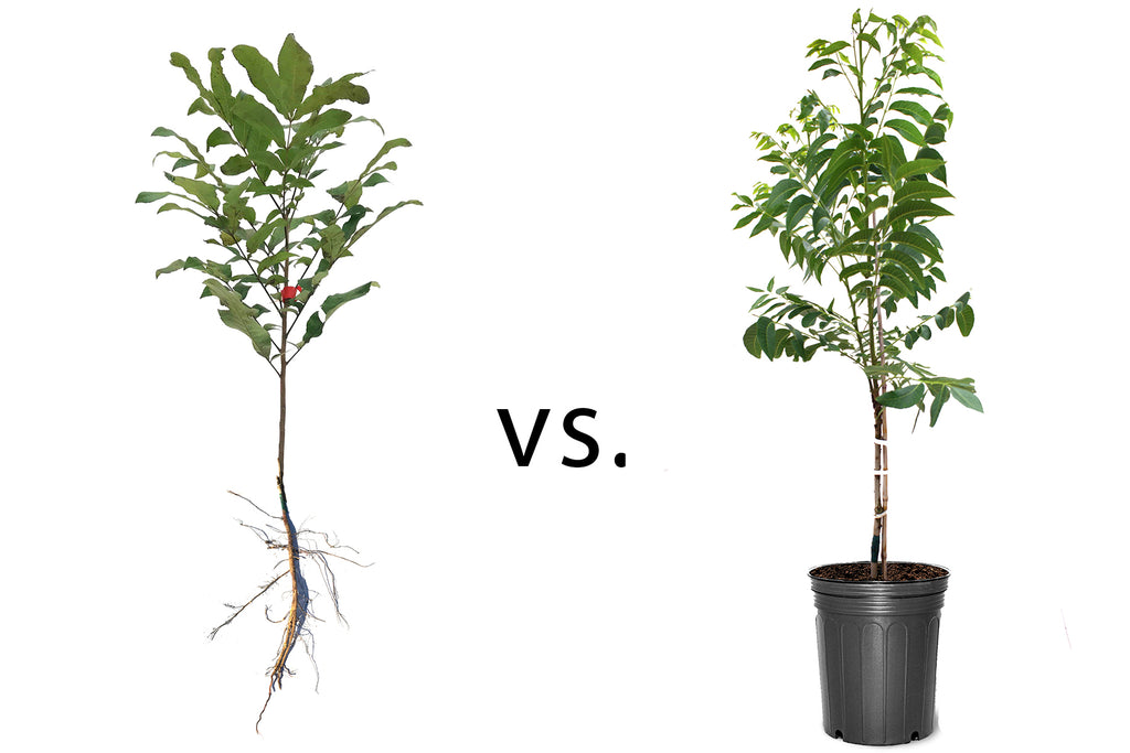 Bare Root Trees vs. Container Trees