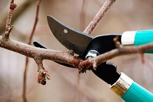 Pruning Pecan Trees at Planting