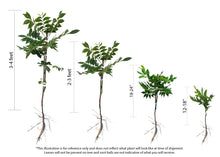 Load image into Gallery viewer, Pecan Tree - Pawnee (Type 1)
