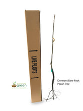 Load image into Gallery viewer, Pecan Tree - Zinner (Type 2)
