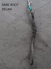 Load image into Gallery viewer, Pecan Tree - Kiowa (Type 2)
