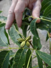 Load image into Gallery viewer, Pecan Tree - Forkert (Type 2)
