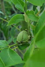 Load image into Gallery viewer, Pecan Tree - Forkert (Type 2)
