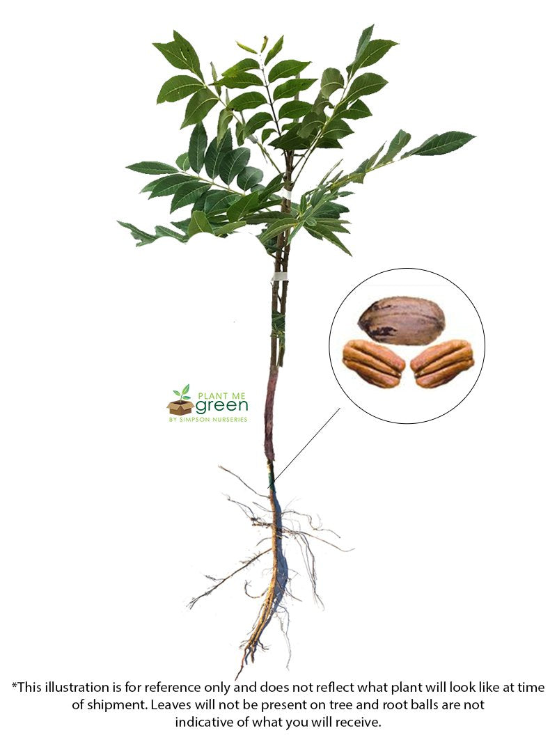 Pecan Tree - Forkert (Type 2)