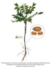 Load image into Gallery viewer, Pecan Tree - Zinner (Type 2)
